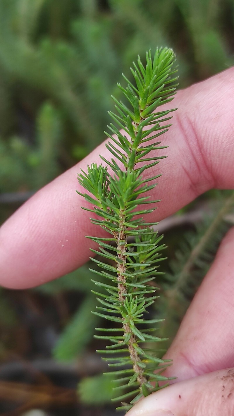 Thymelaea coridifolia subsp. coridifolia photo 3