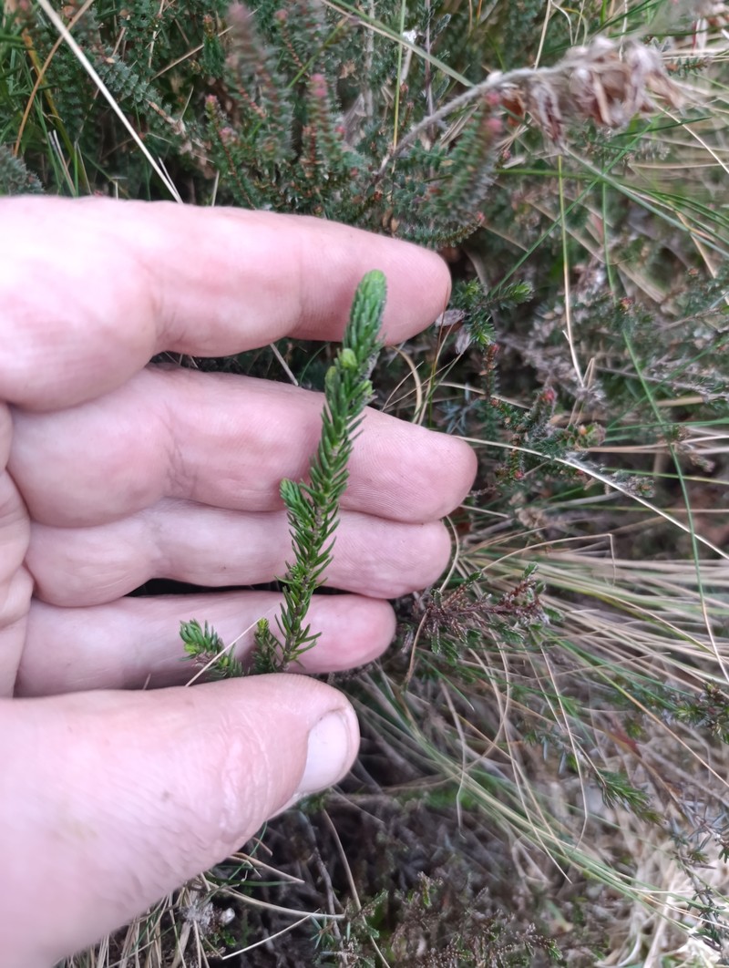 Thymelaea coridifolia subsp. coridifolia photo 4