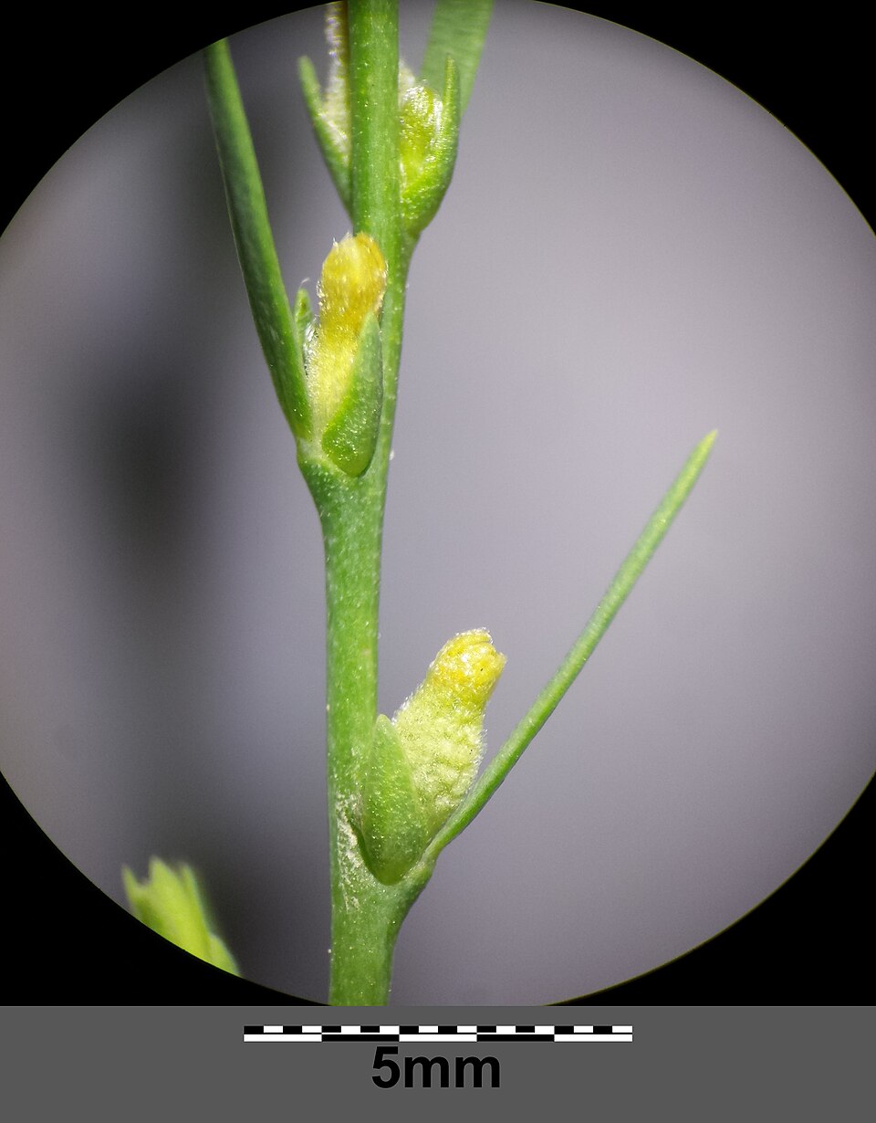 Mezereon photo 5