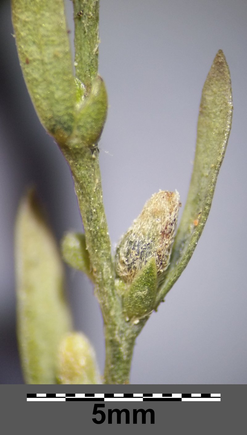 Mezereon photo 6