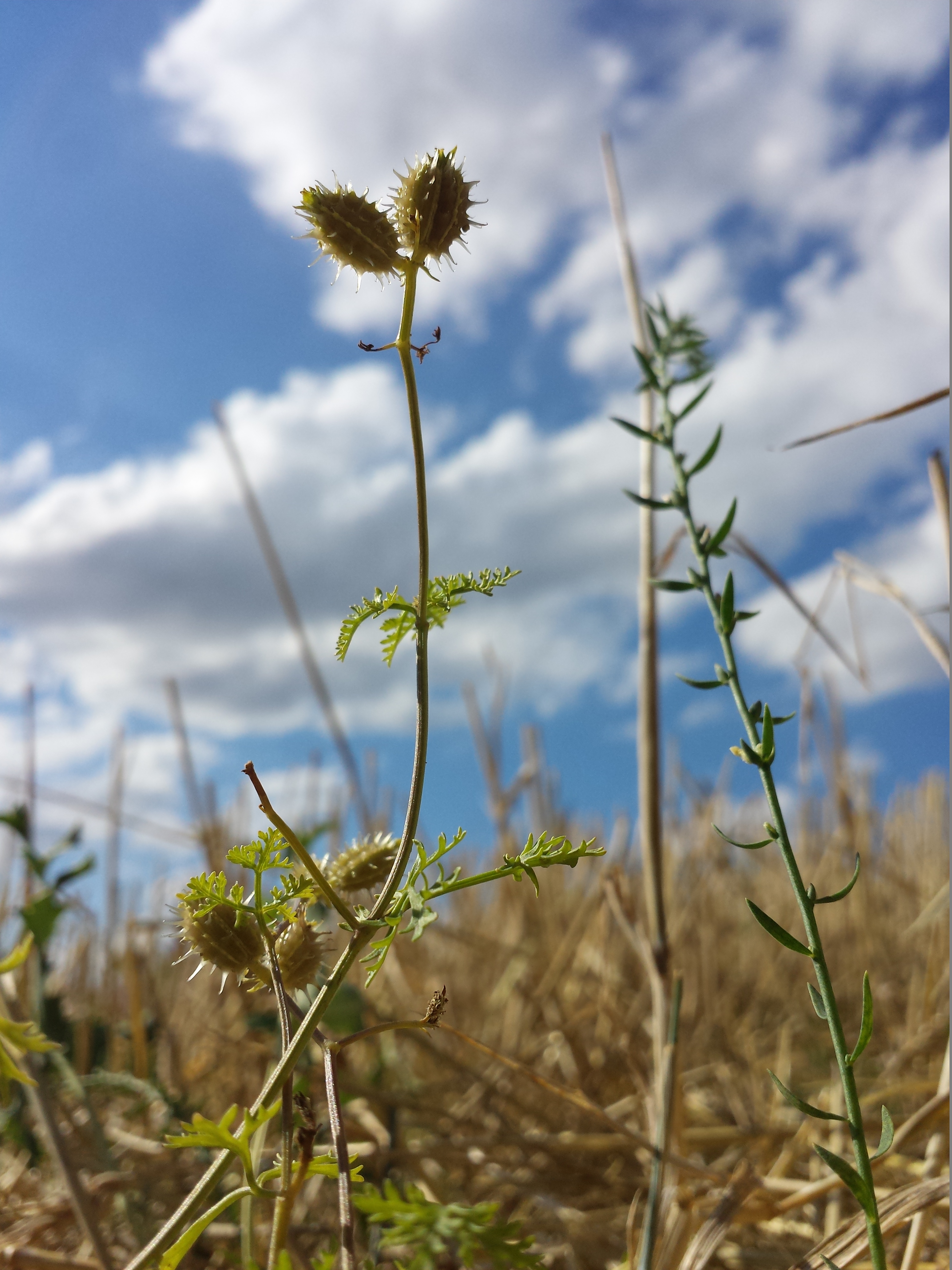 Mezereon photo 8