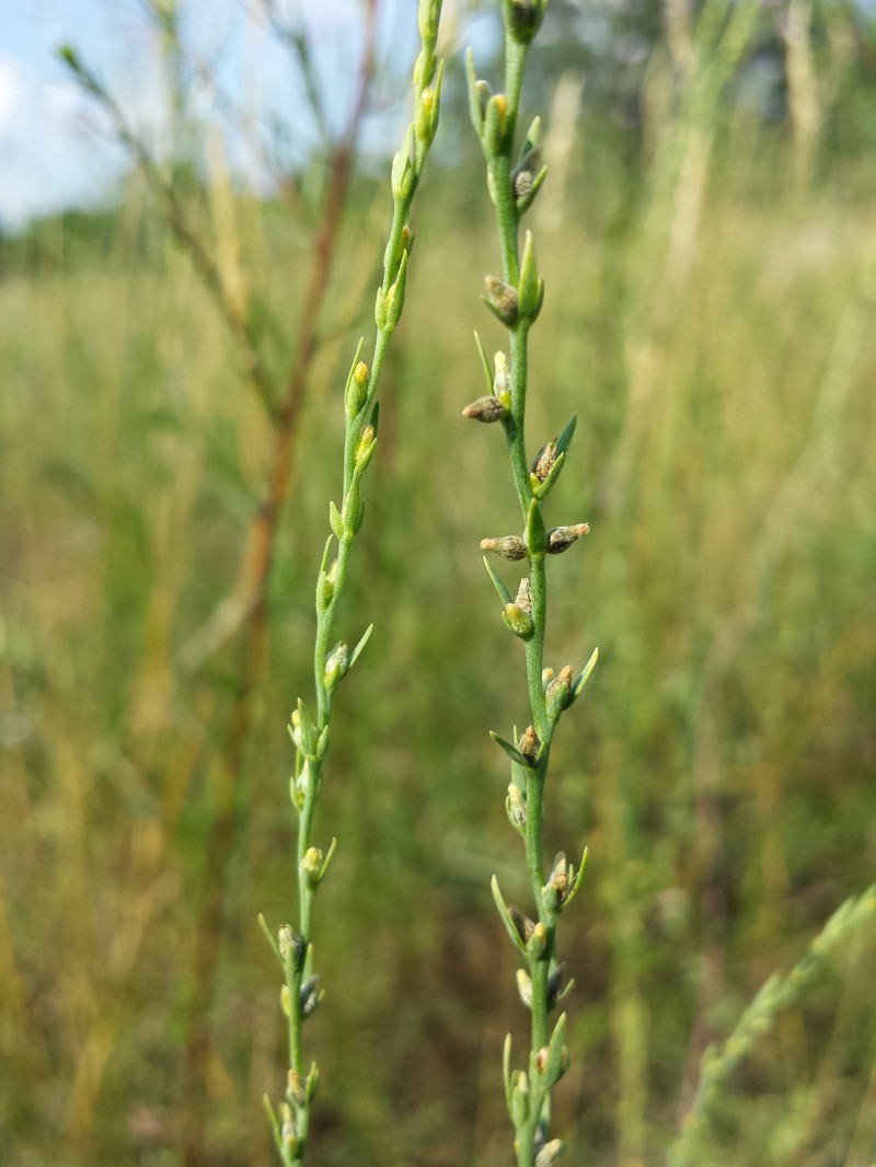 Mezereon photo 3