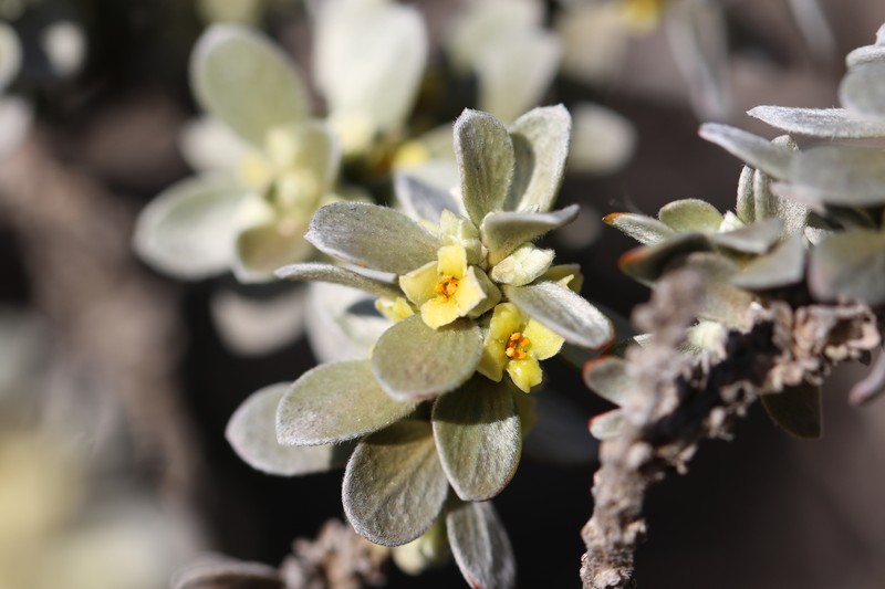 Thymelaea tarton-raira subsp. tarton-raira photo 4