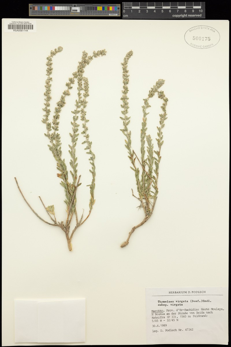 Thymelaea virgata subsp. virgata
