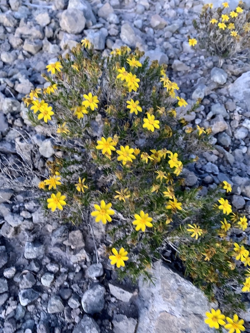 Pricklyleaf Dogweed