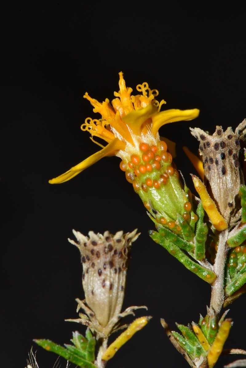 Pricklyleaf Dogweed photo 2