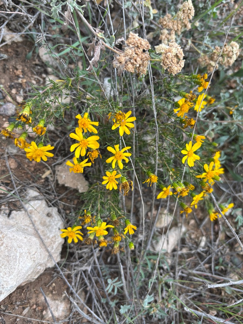 Pricklyleaf Dogweed photo 3