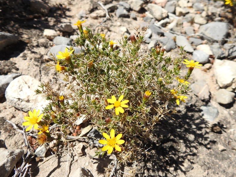 Pricklyleaf Dogweed photo 4