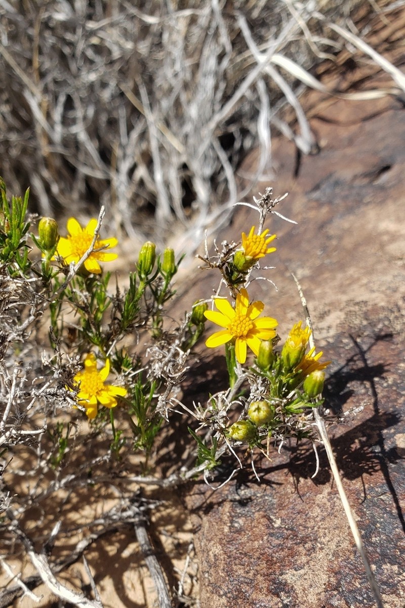 Pricklyleaf Dogweed photo 5