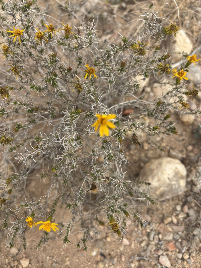Pricklyleaf Dogweed photo 6