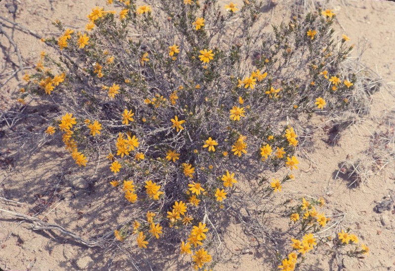 Pricklyleaf Dogweed photo 7