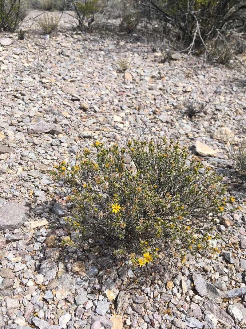Pricklyleaf Dogweed photo 8