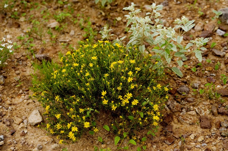 Pricklyleaf Dogweed photo 2