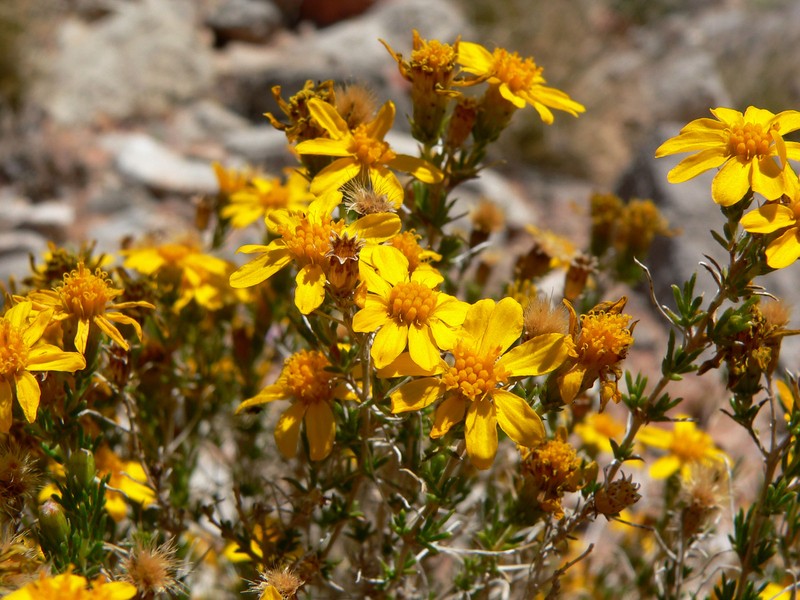 Pricklyleaf Dogweed