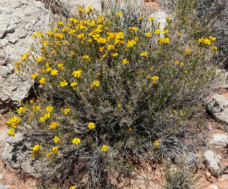 Pricklyleaf Dogweed photo 3