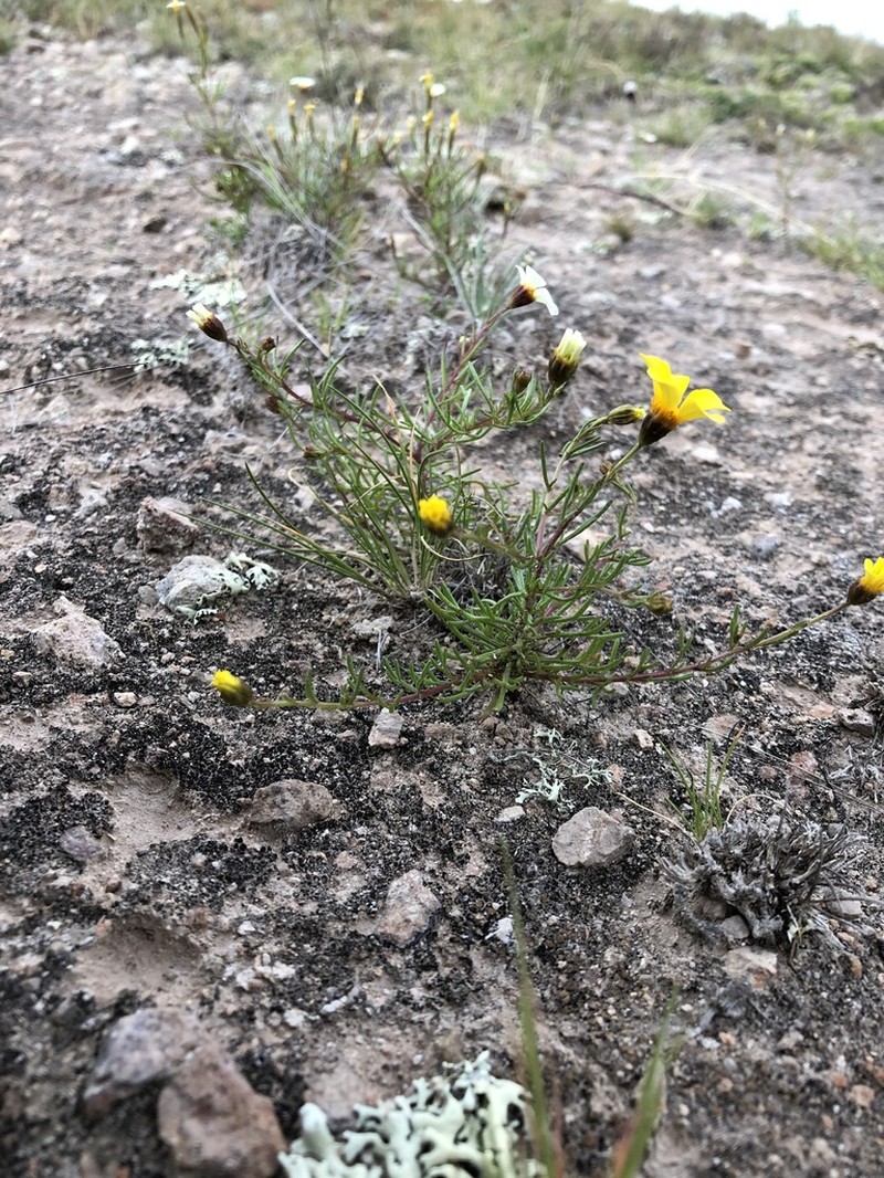 Thymophylla aurantiaca photo 2