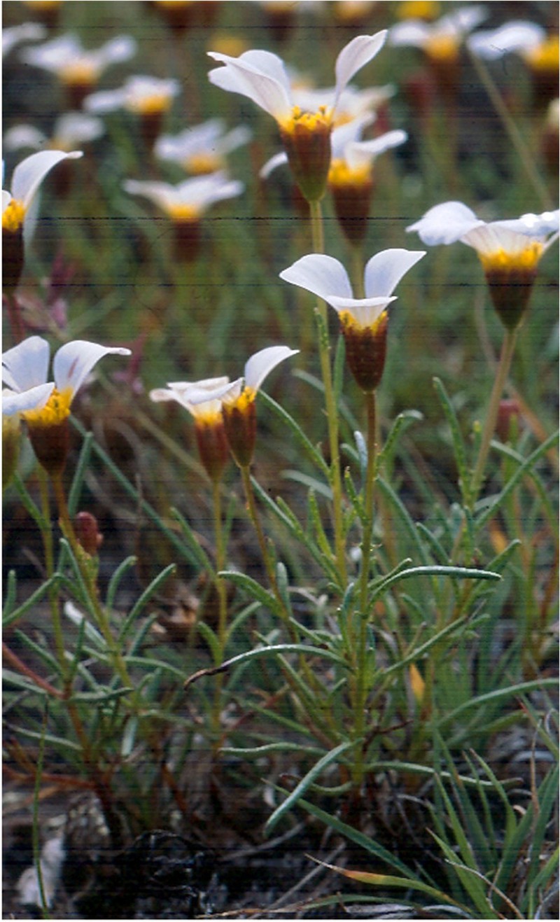 Thymophylla aurantiaca photo 3
