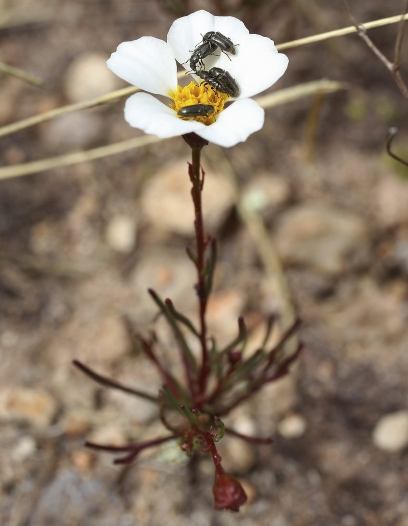 Thymophylla aurantiaca photo 4