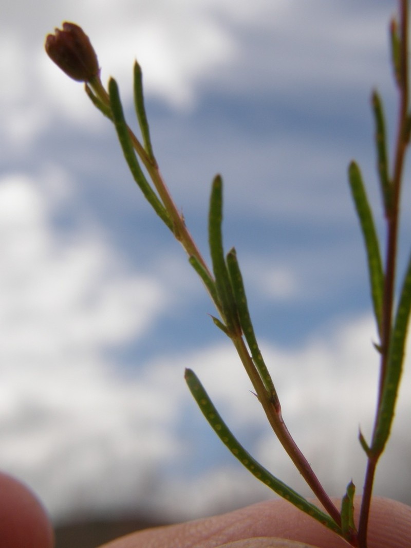 Thymophylla aurantiaca photo 5
