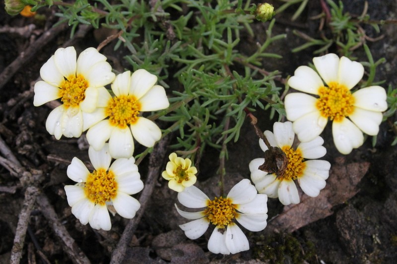 Thymophylla aurantiaca photo 6