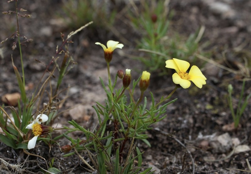 Thymophylla aurantiaca photo 7