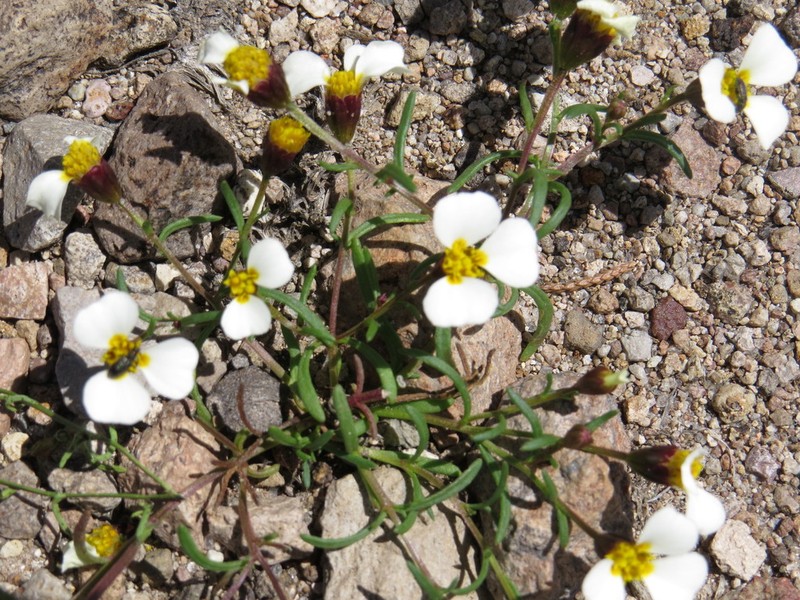 Thymophylla aurantiaca photo 8