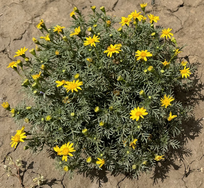 Thymophylla aurea var. aurea