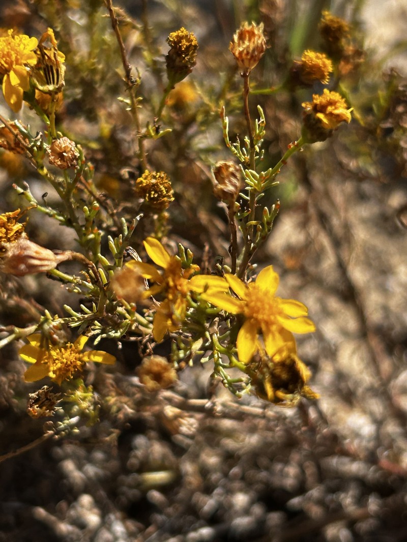 Thymophylla aurea var. aurea photo 2
