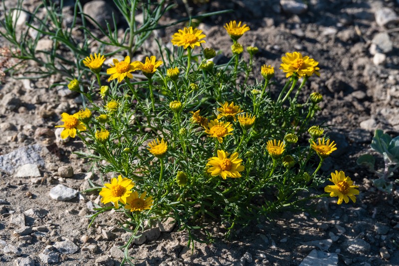 Thymophylla aurea var. aurea photo 3