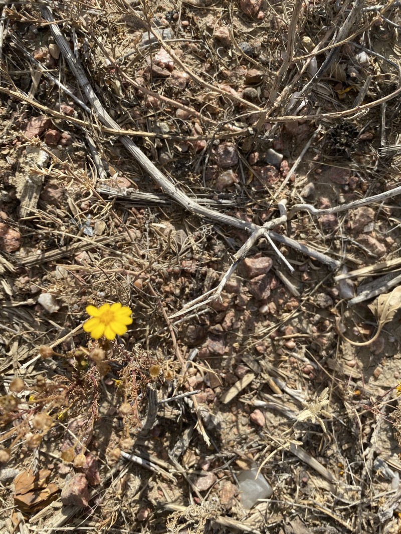 Thymophylla aurea var. aurea photo 4