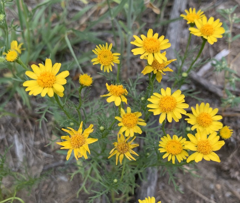 Thymophylla aurea var. aurea photo 5