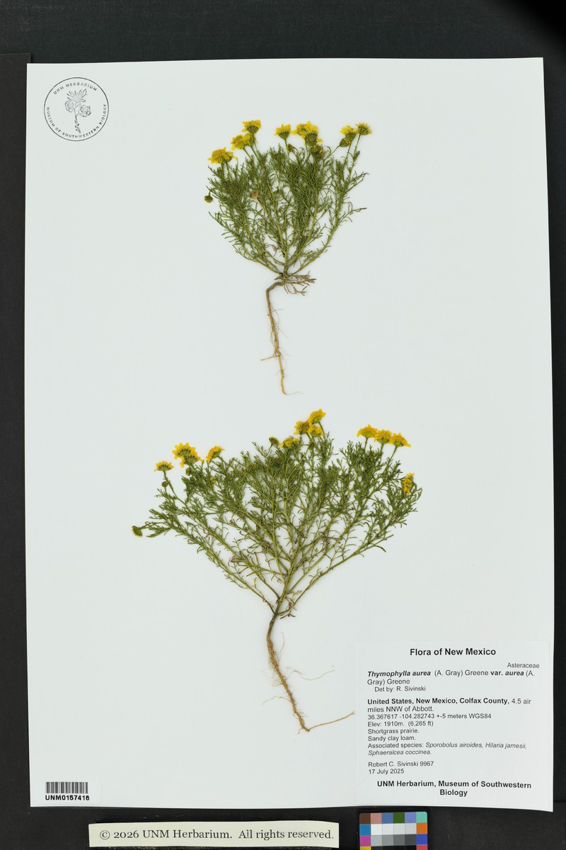 Thymophylla aurea var. aurea photo 6