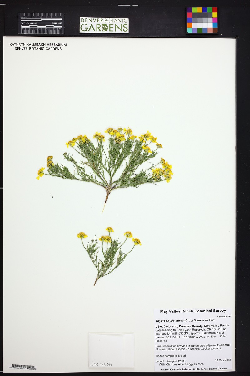 Thymophylla aurea var. aurea photo 7