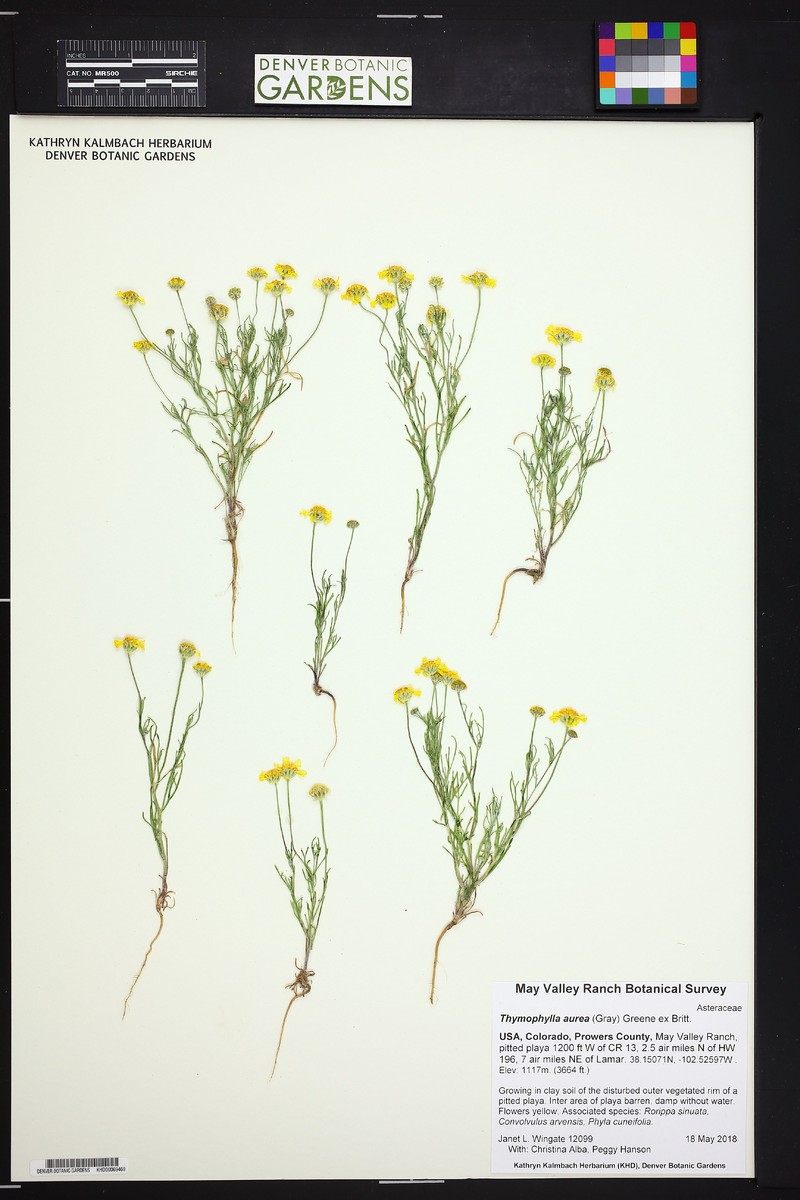 Thymophylla aurea var. aurea photo 8