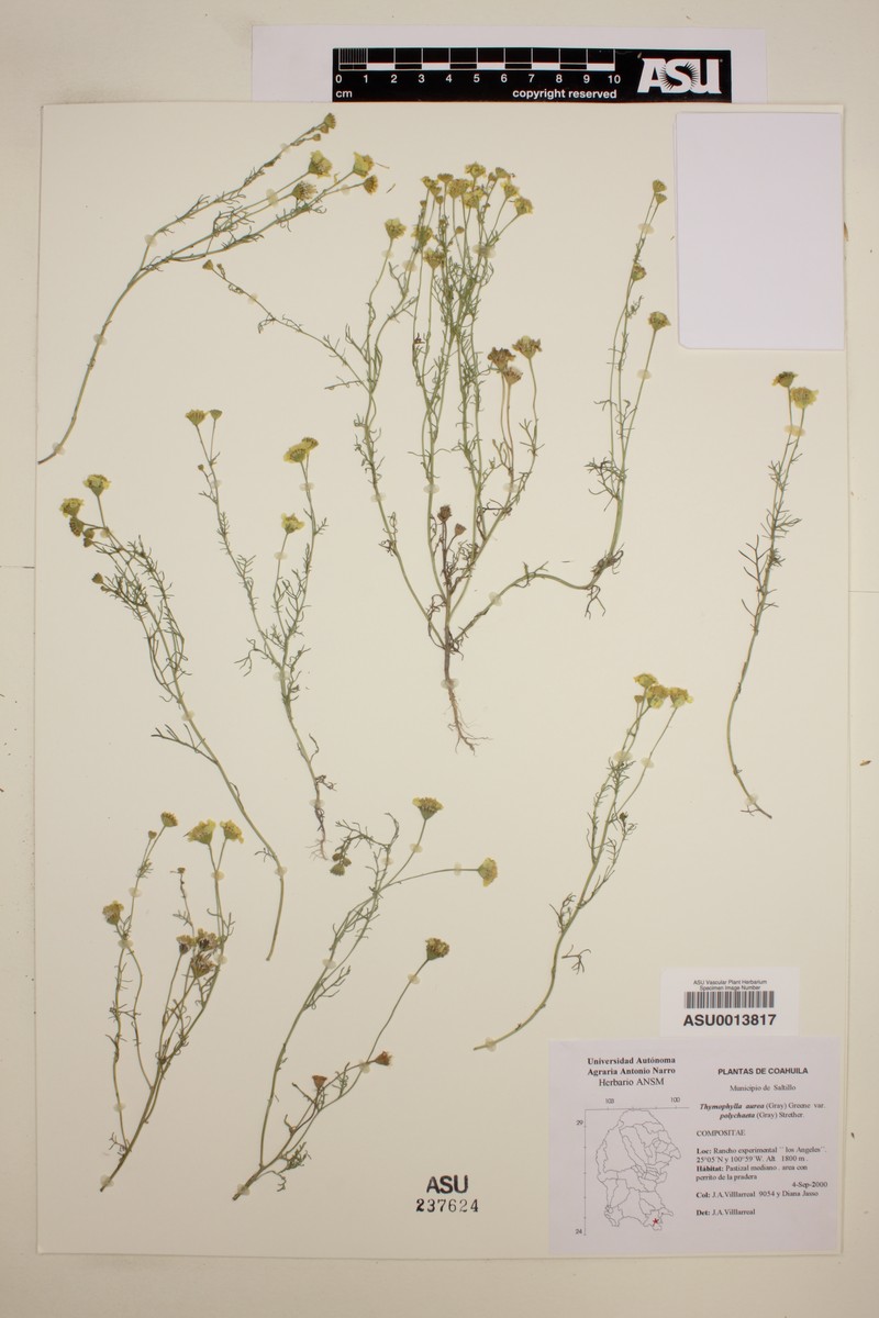 Thymophylla aurea var. polychaeta