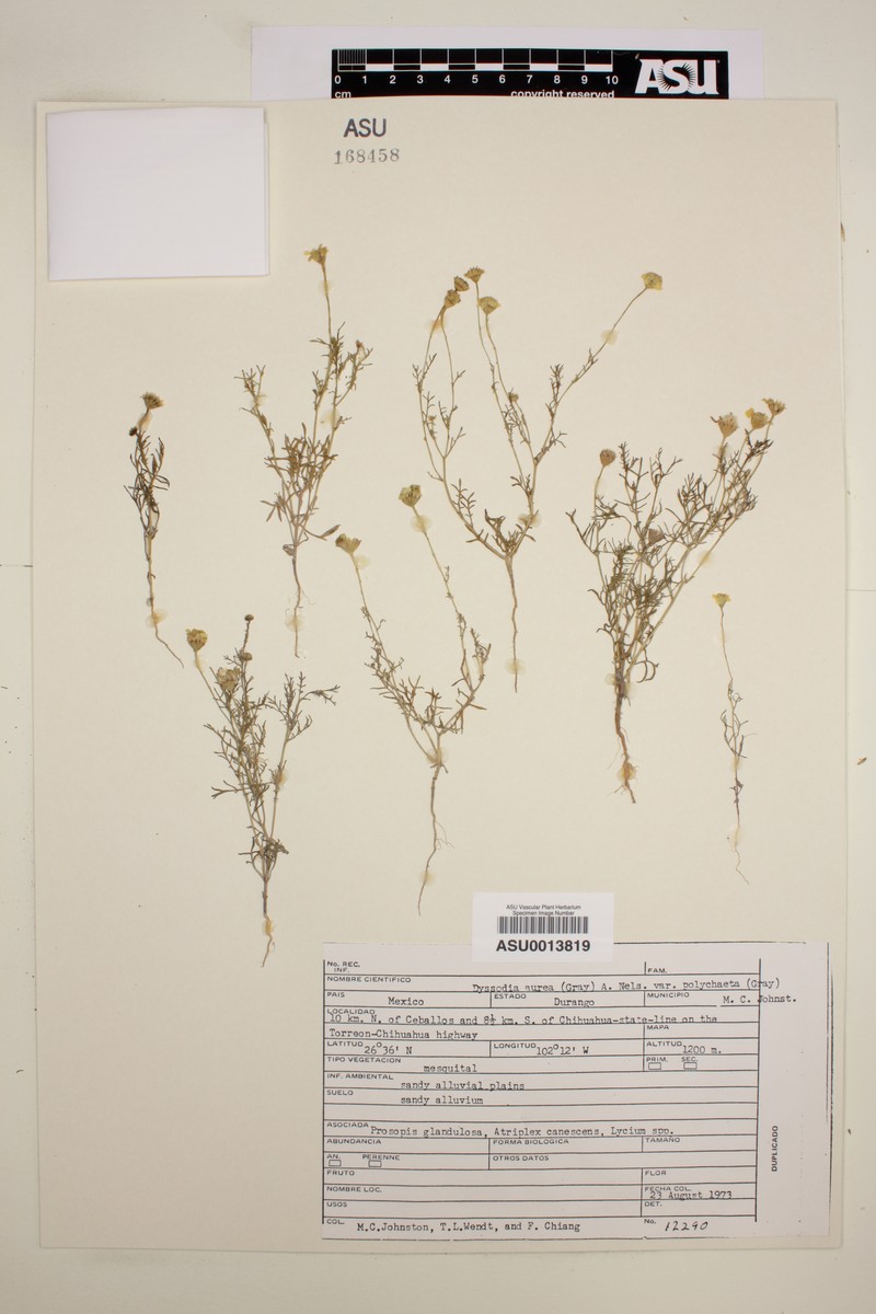 Thymophylla aurea var. polychaeta photo 2