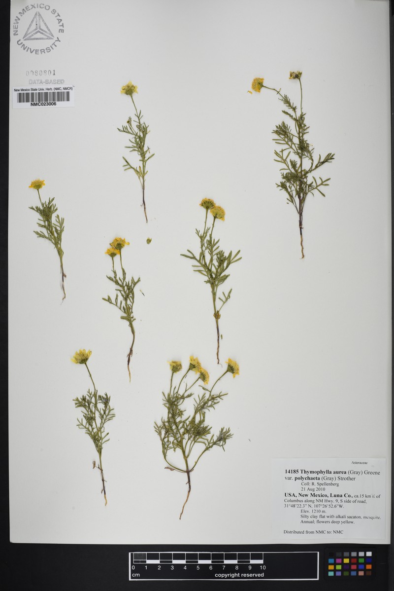 Thymophylla aurea var. polychaeta photo 2
