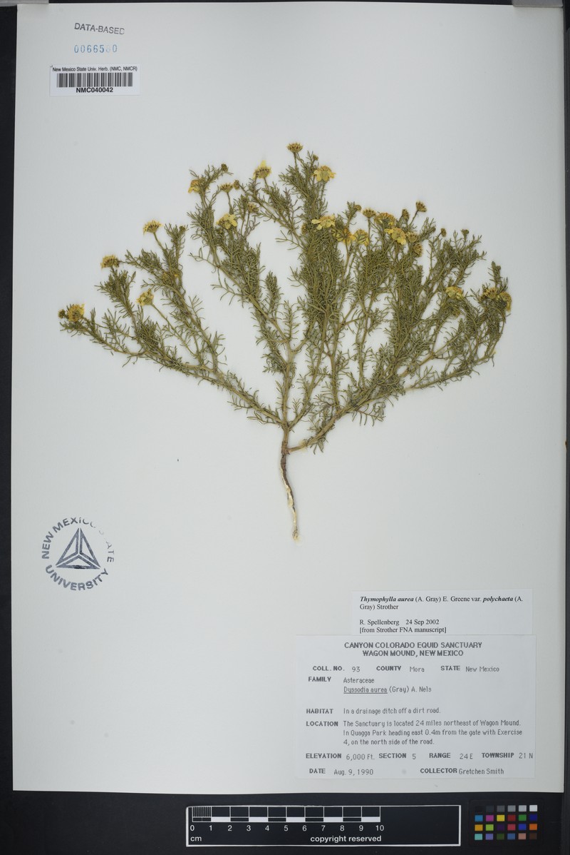 Thymophylla aurea var. polychaeta photo 3