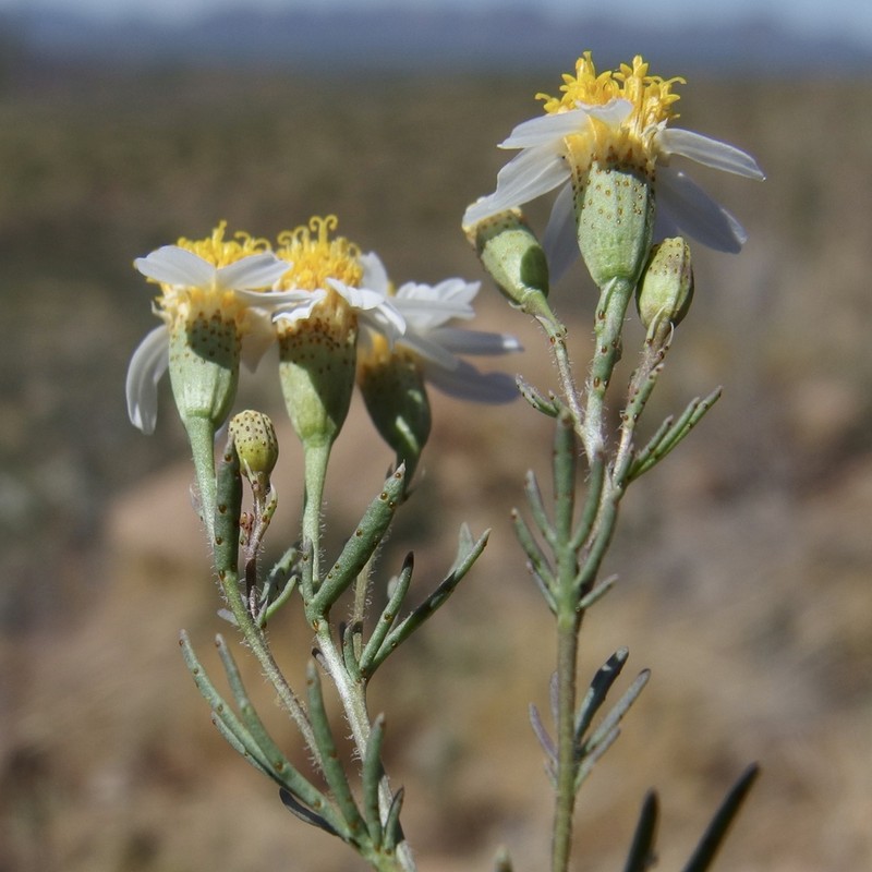 Sonoran Pricklyleaf