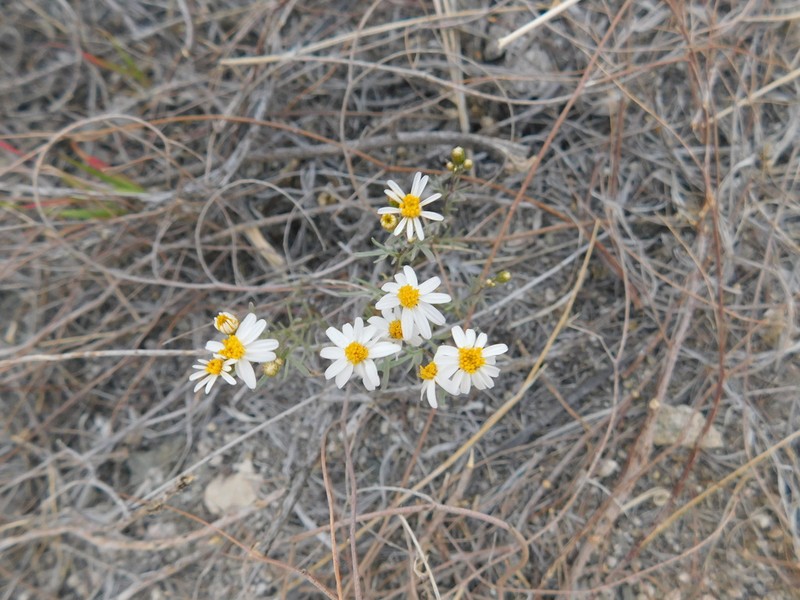 Sonoran Pricklyleaf photo 2