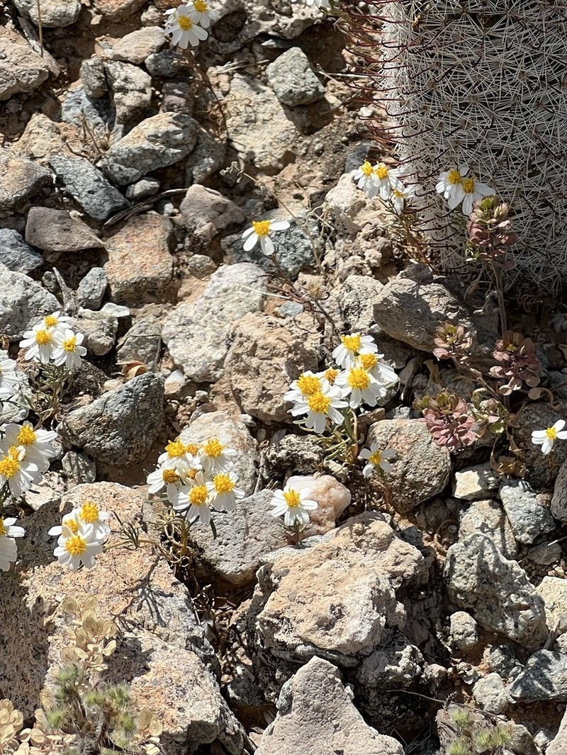 Sonoran Pricklyleaf photo 3