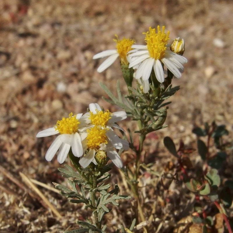 Sonoran Pricklyleaf photo 4
