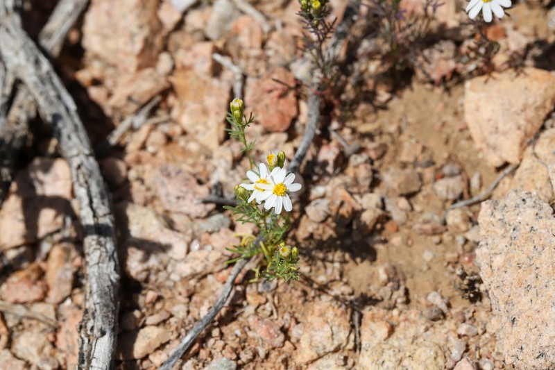 Sonoran Pricklyleaf photo 5