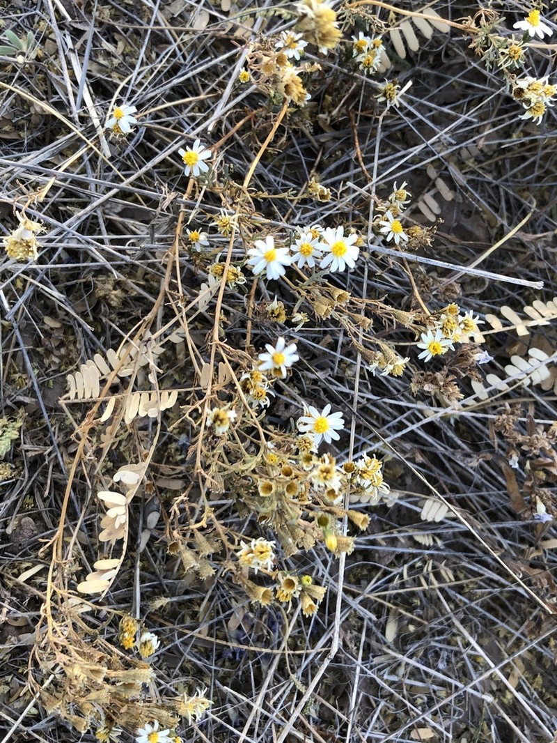 Sonoran Pricklyleaf photo 6