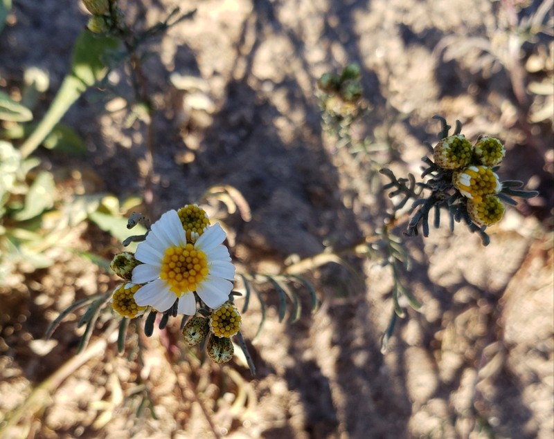 Sonoran Pricklyleaf photo 7