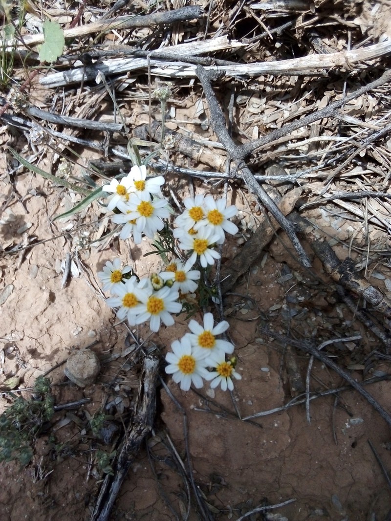 Sonoran Pricklyleaf photo 8