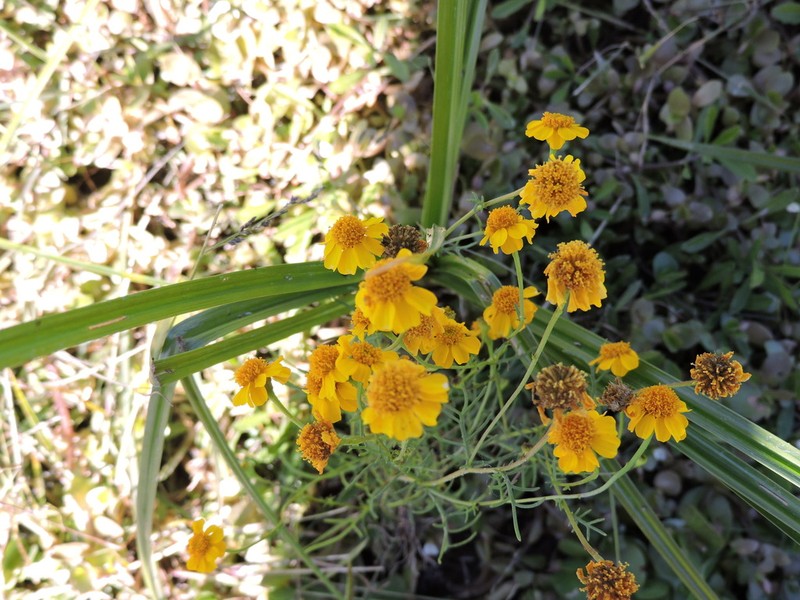 Thymophylla gentryi photo 2