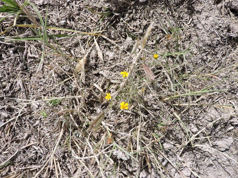 Thymophylla gentryi photo 4