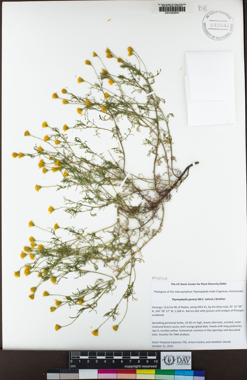 Thymophylla gentryi photo 5