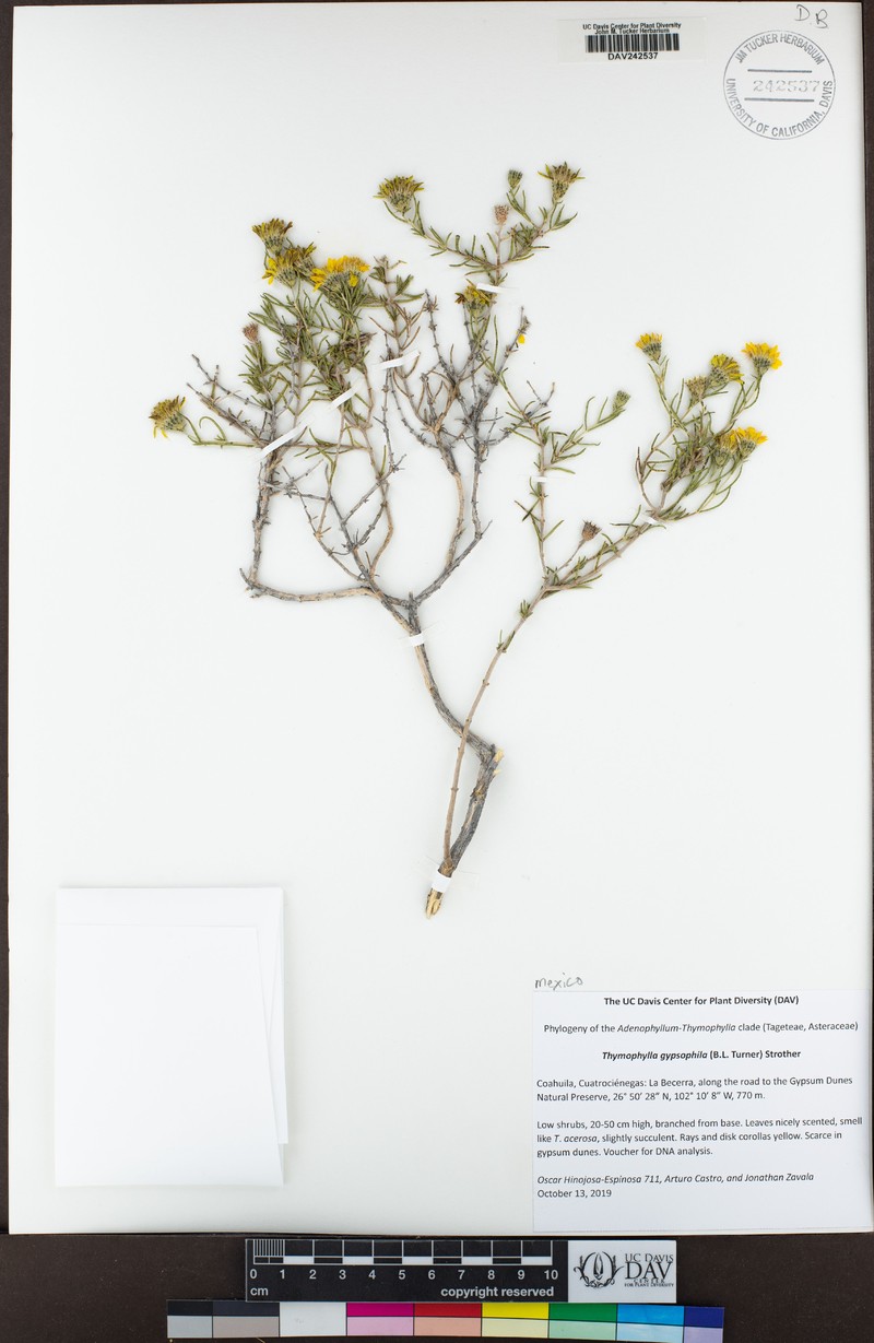 Thymophylla gypsophila